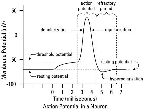 NEURAL CONTROL AND COORDINATION- CONDUCTION OF IMPULSE