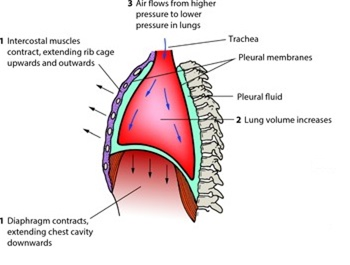 BREATHING AND EXCHANGE OF GASES-CONTRACTION: CHANGES VOLUME IN ANTERO-POSTERIOR AXIS