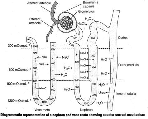 EXCRETORY PRODUCTS AND THEIR ELIMINATION- COUNTER CURRENT MECHANISM