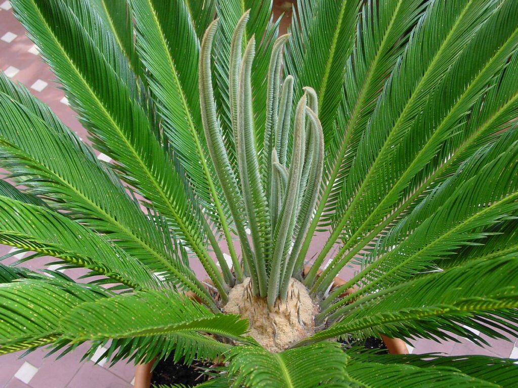 GYMNOSPERMS-CYCAS