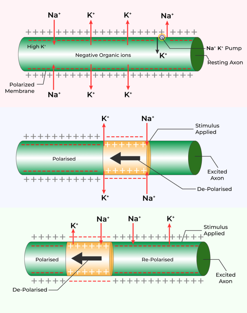 NEURAL CONTROL AND COORDINATION-CYCLE OF EVENTS