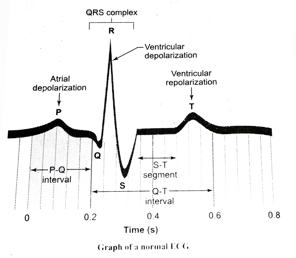 BODY FLUIDS AND CIRCULATION- ELECTROCARDIOGRAPH