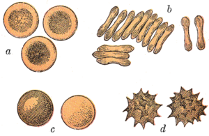 EUKARYOTIC CELLS-ERYTHROCYTE (RBC)