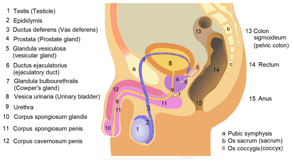 HUMAN REPRODUCTION-EXTERNAL GENITALIA OF MALE