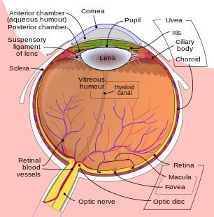 NEURAL CONTROL AND COORDINATION-EYE