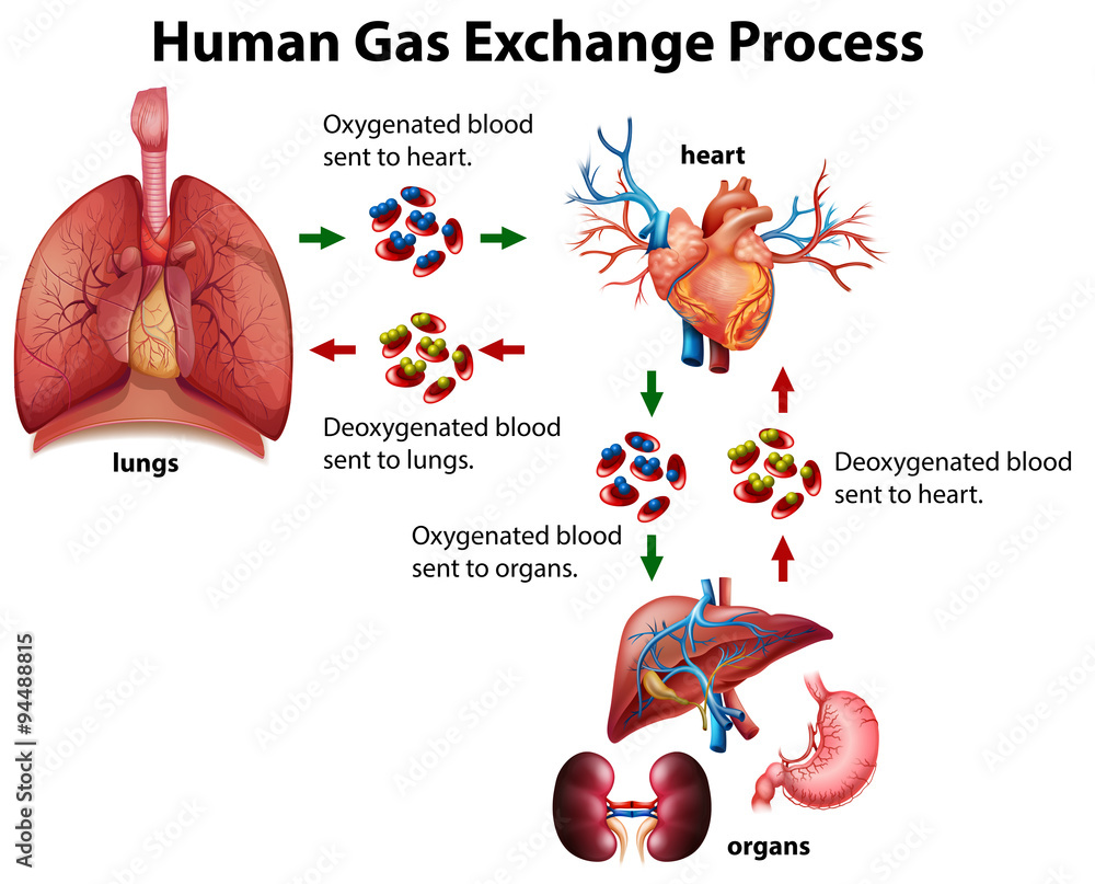 BREATHING AND EXCHANGE GASES- EXCHANGE OF GASES