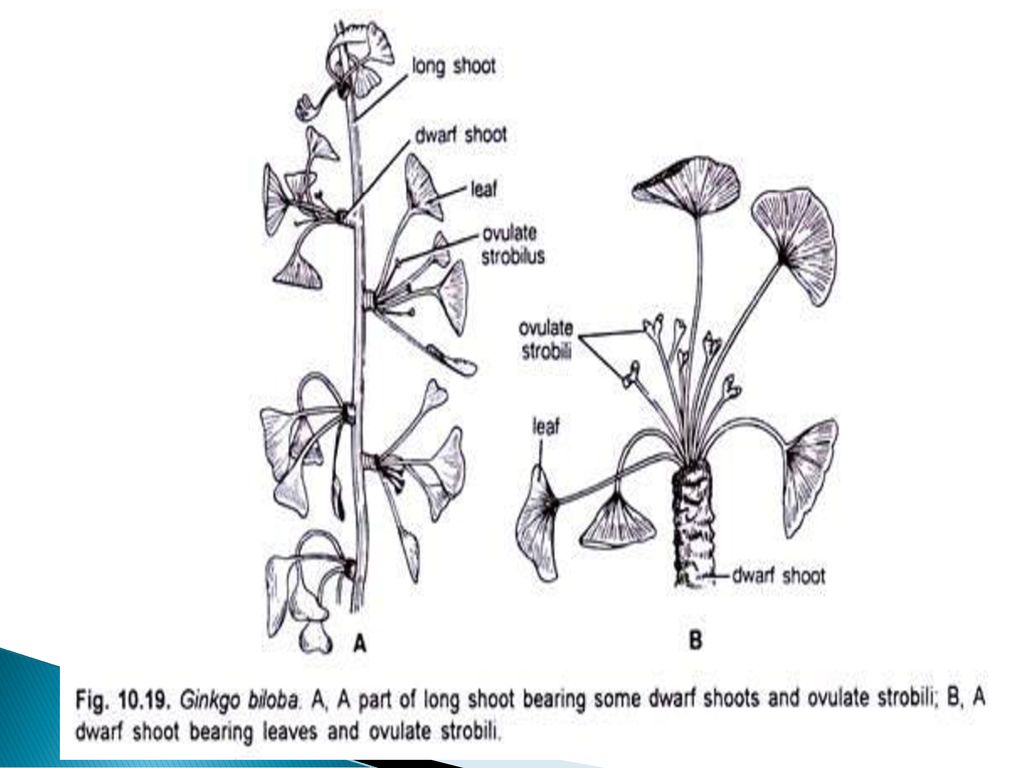 GYMNOSPERMS-GINKGO