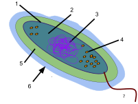 PROKARYOTIC CELLS-GLYCOCALYX