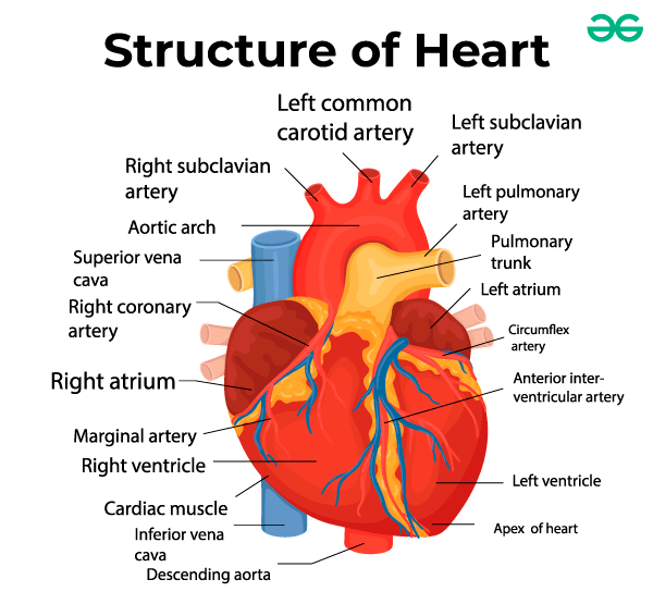 BODY FLUIDSAND CIRCULATION- HEART