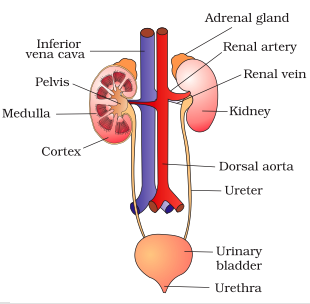 EXCRETORY PRODUCTS AND THEIR ELIMINATION- HUMAN EXCRETORY SYSTEM