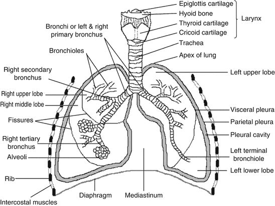 BREATHING AND EXCHANGE OF GASES- HUMAN RESPIRATORY SYSTEM