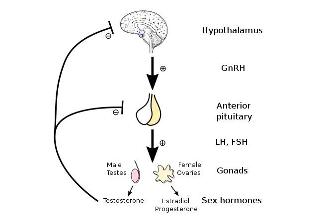 CHEMICAL COORDINATION AND INTEGRATION-HYPOTHALAMUS AND PITUITARY GLAND