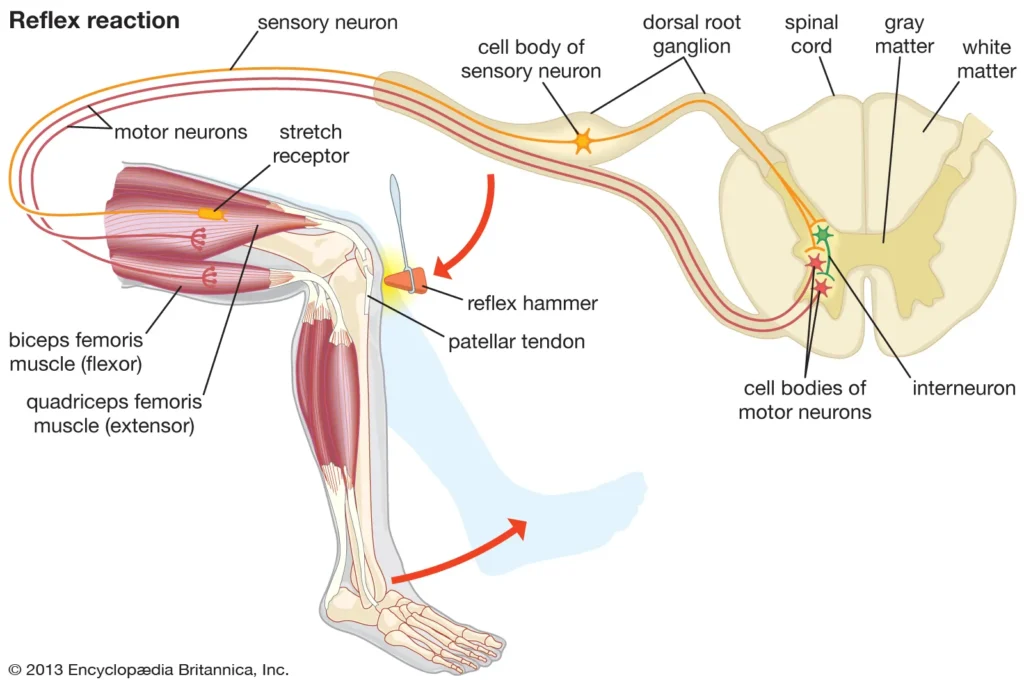 NEURAL CONTROL AND COORDINATION-KNEEJERK STRETCH REFLEX (KICK OUT)