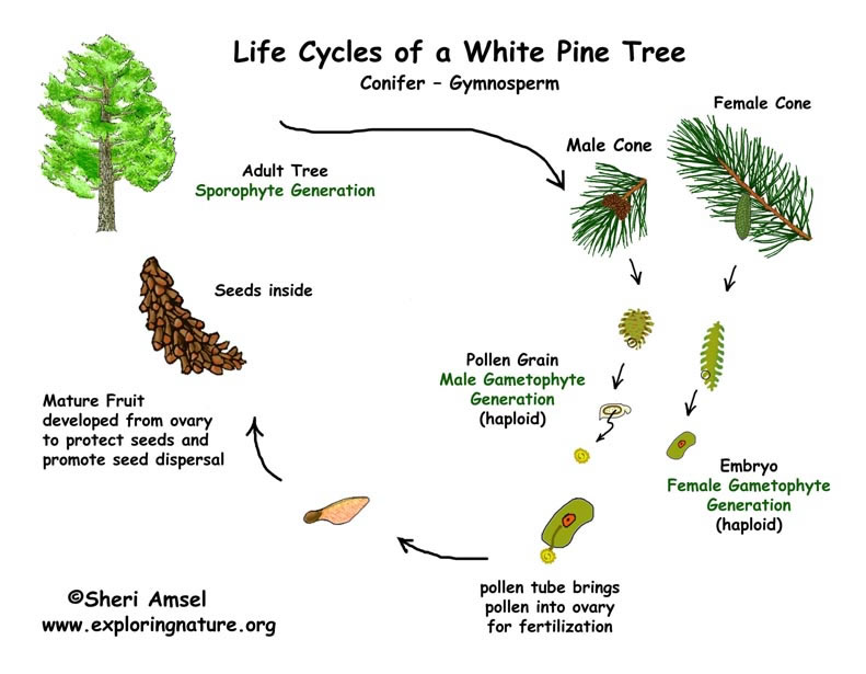 GYMNOSPERM- LIFE CYCLE OF GYMNOSPERM (PINUS)