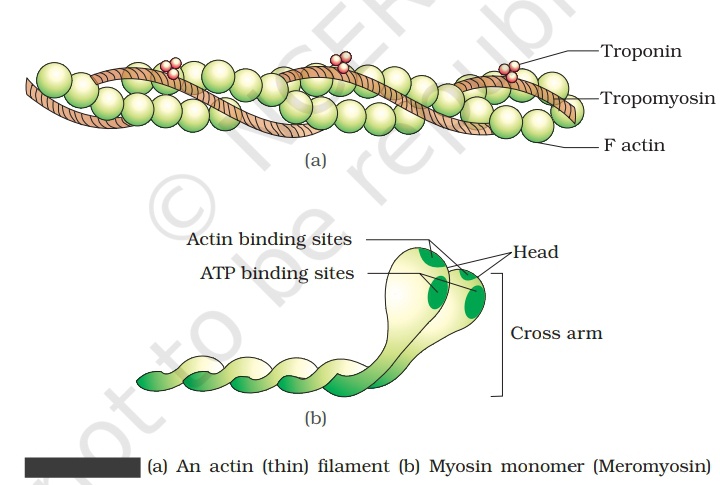 LOCOMOTION AND MOVEMENT- LIGHT/l-BAND & DARK/A-BAND