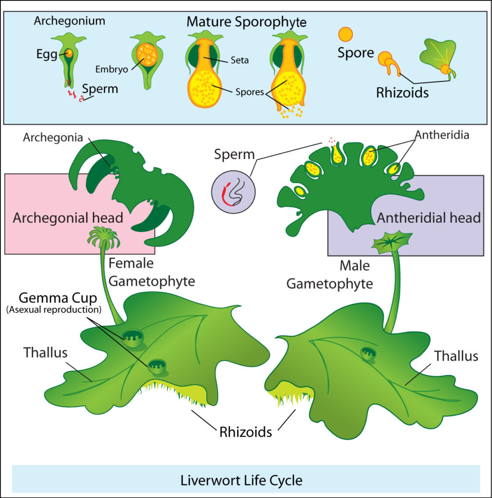 ECONOMIC IMPORTANCE OF BRYOPHYTES- LIVERWORTS