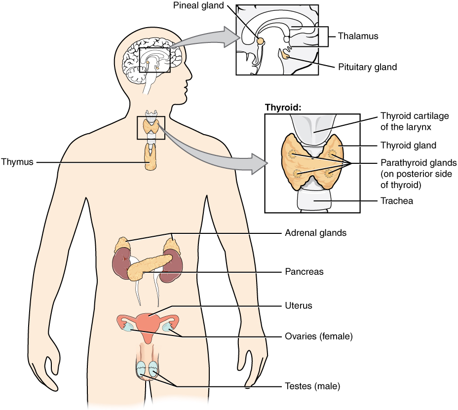 CHEMICAL COORDINATION AND INTEGRATION-LOCATION OF ENDOCRINE GLANDS