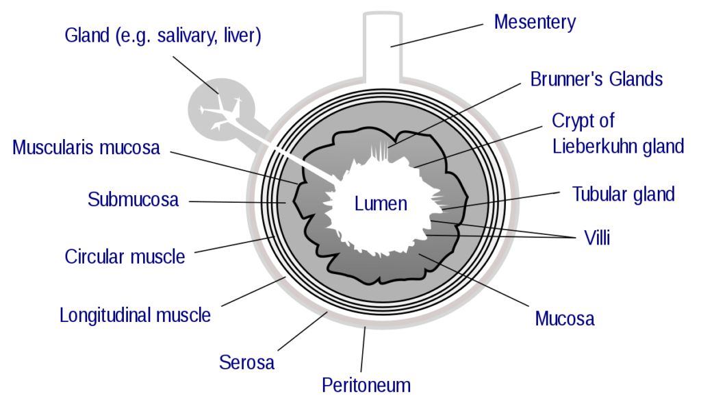 PHOTOSYNTHESIS IN HIGHER PLANTS-LUMEN