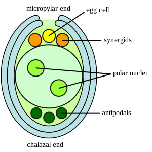 SEXUAL REPRODUCTION IN FLOWERING PLANTS-MATURE EMBRYO SAC