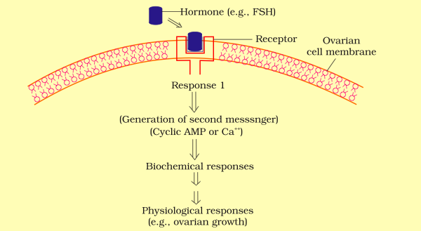 CHEMICAL COORDINATION AND INTEGRATION-MECHANISM OF ACTION OF A PROTEIN HORMONE