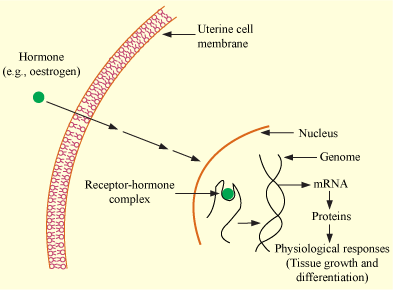 CHEMICAL COORDINATION AND INTEGRATION-MECHANISM OF ACTION OF A STEROID HORMONE