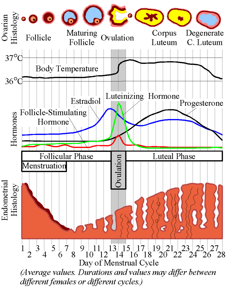 HUMAN REPRODUCTION-MENSTRUAL CYCLE