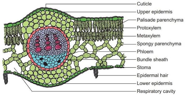 CELL THEORY- MESOPHYLL CELLS (ROUND AND OVAL)