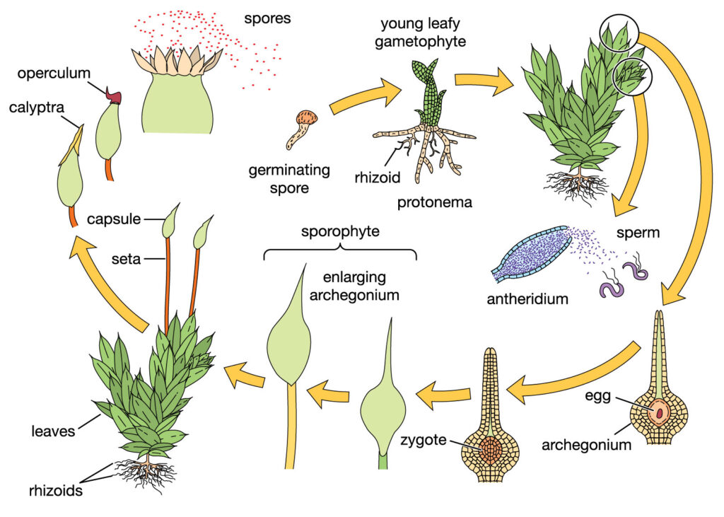 ECONOMIC IMPORTANCE OF BRYOPHYTES-MOSSES