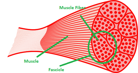 LOCOMOTION AND MOVEMENT- MUSCLE FIBRE BUNDLES