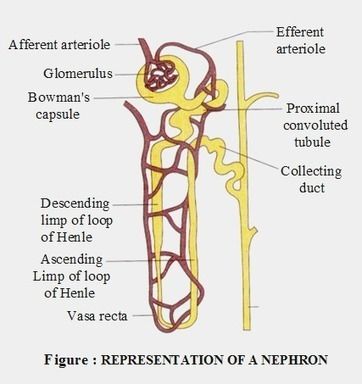 EXCRETORY PRODUCTS AND THEIR ELIMINATION- NEPHRON