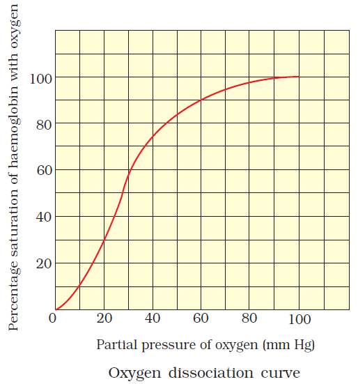 BREATHING AND EXCHANGE OF GASES- OXYGEN DISSOCIATION CURVE