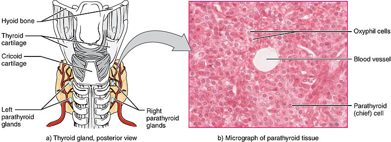 CHEMICAL COORDINATION AND INTEGRATION- PARATHYROID