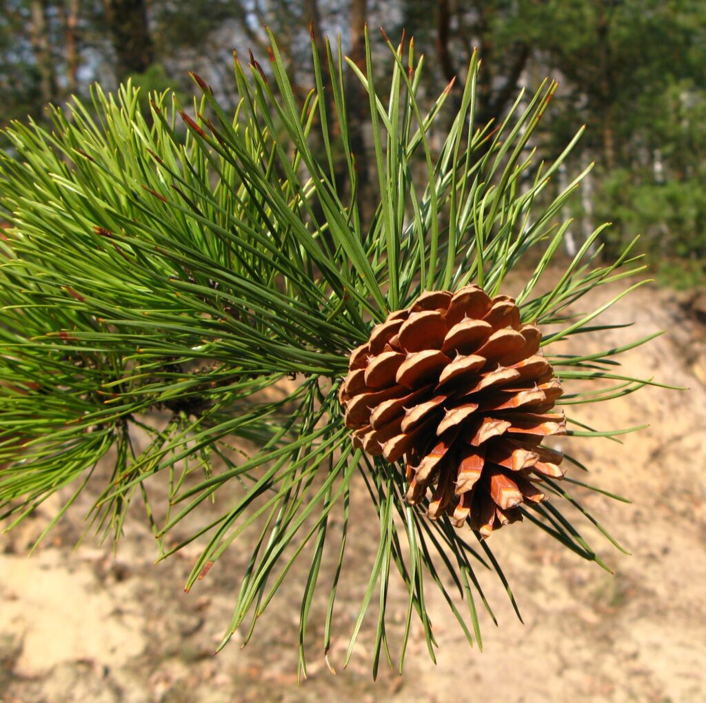 GYMNOSPERMS-PINUS