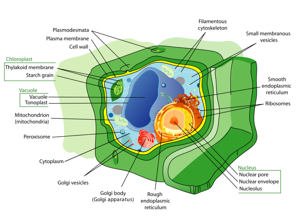 EUKARYOTIC CELLS-PLANT CELL