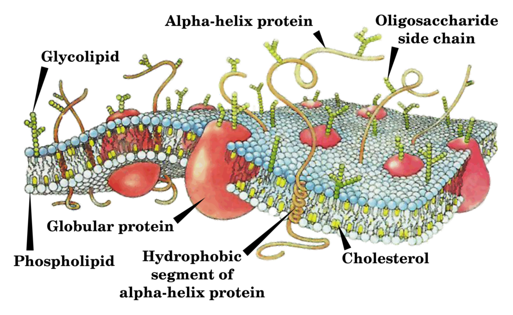 PROKARYOTIC CELLS-PLASMA MEMBRANE