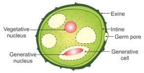 SEXUAL REPRODUCTION IN FLOWERING PLANTS-POLLEN GRAIN