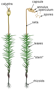 ECONOMIC IMPORTANCE OF BRYOPHYTES-POLYTRICHUM COMMUNE