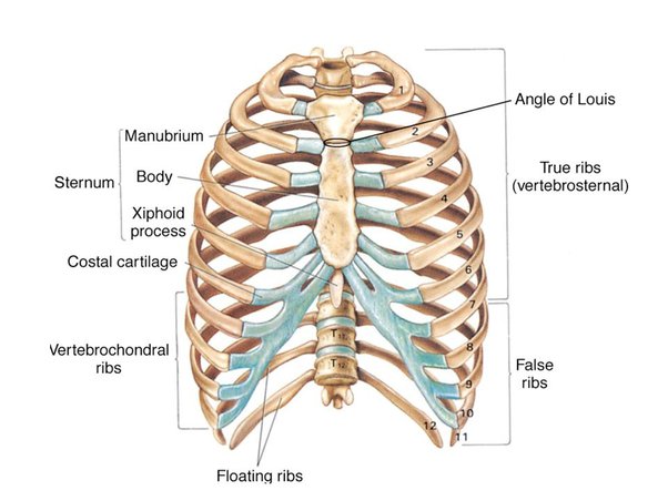 LOCOMOTION AND MOVEMENT- RIBS