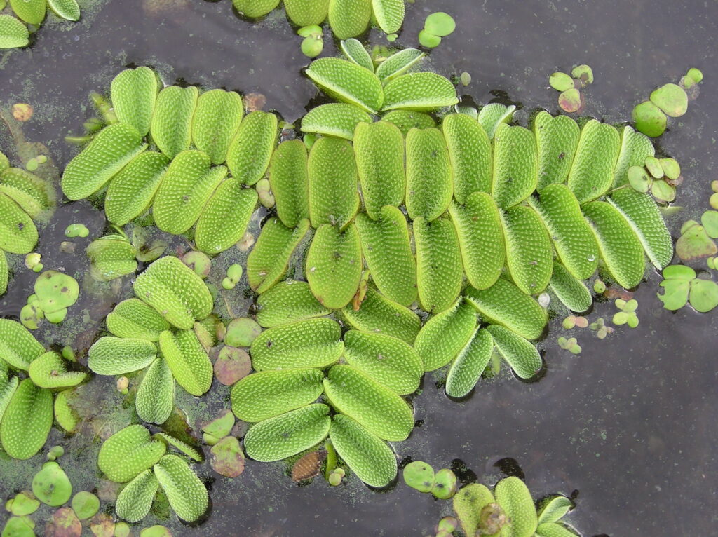 PTERIDOPHYTES-SALVINIA