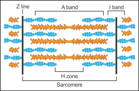 LOCOMOTION AND MOVEMENT- SARCOMERE