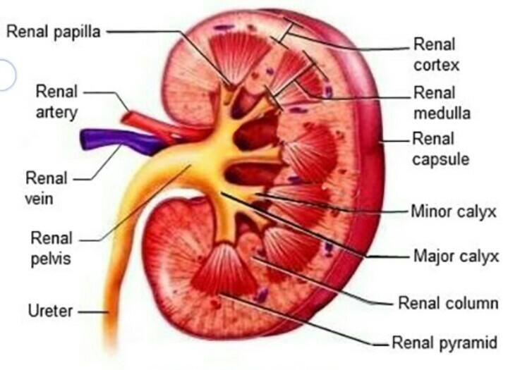 EXCRETORY PRODUCTS AND THEIR ELIMINATION- SECTION OF KIDNEY-