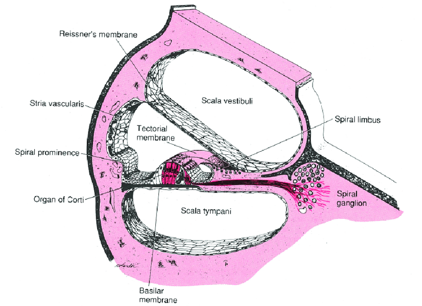 NEURAL CONTROL AND COORDINATION-SECTIONAL VIEW OF COCHLEA