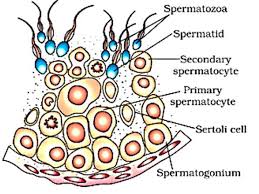 HUMAN REPRODUCTION- SECTIONAL VIEW OF SEMINIFEROUS TUBULES