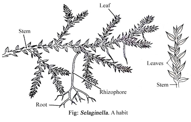 PTERIDOPHYTES-SELAGINELLA