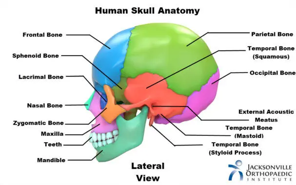 LOCOMOTION AND MOVEMENT- SKULL