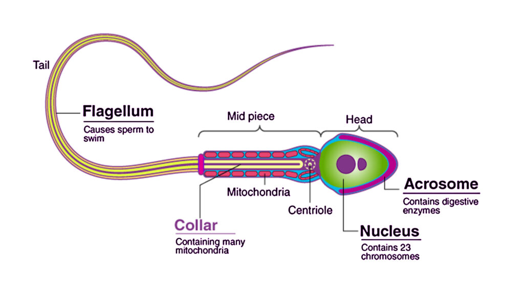 HUMAN REPRODUCTION-SPERM