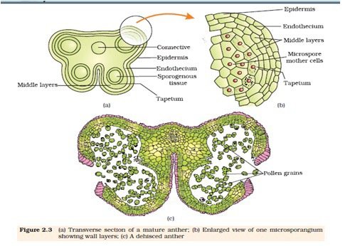 SEXUAL REPRODUCTION IN FLOWERING PLANTS-TRANSVERSE SECTION OF YOUNG ANTHER