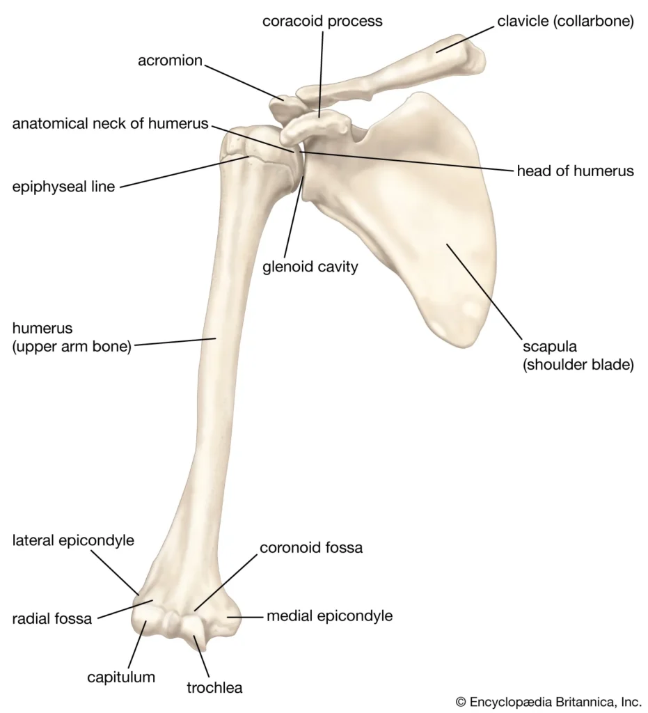 LOCOMOTION AND MOVEMENT-UPPER ARM