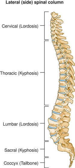 LOCOMOTION AND MOVEMENT-VERTEBRAL