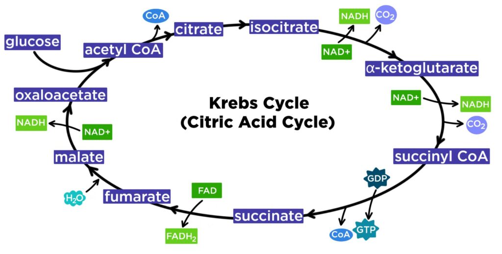 RESPIRATION IN PLANTS-TCA CYCLE OR KREBS CYCLE-CITRIC ACID CYCLE